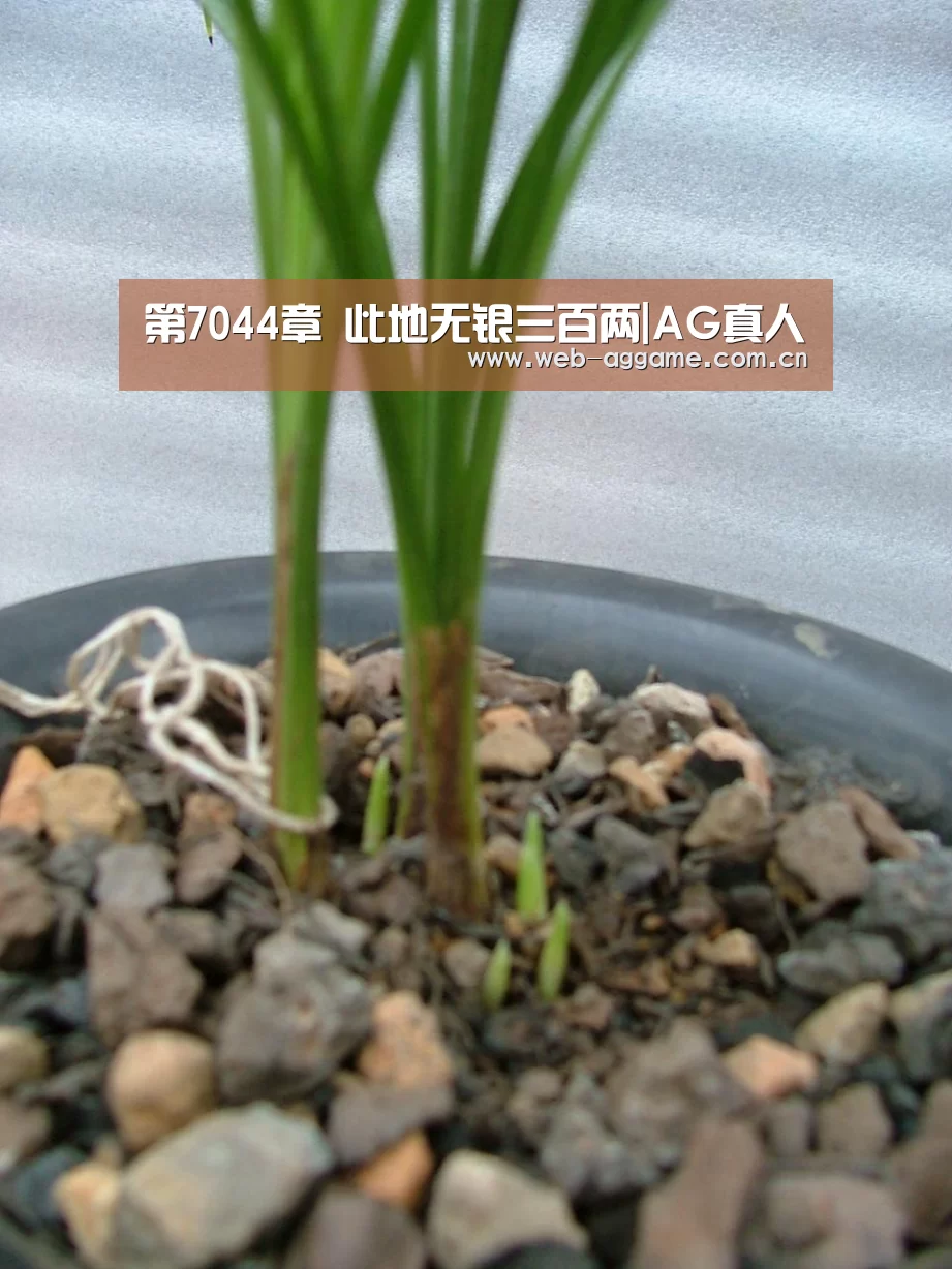 AG真人APP